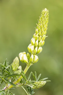 Bigleaf Lupine or Garden Lupine -Lupinus polyphyllus-, Northumberland, England Bigleaf Lupine or Garden Lupine -Lupinus polyphyllus-, Northumberland, England