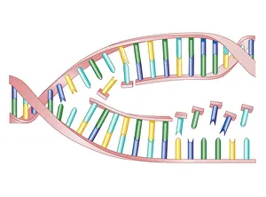 Biomedical illustration of DNA Replication as bases attach to strand with two newly Biomedical illustration of DNA Replication as bases attach to strand with two newly