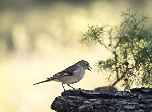Bird pinzon vulgar , (Fringilla coelebs ), species Passeriformes Bird pinzon vulgar , (Fringilla coelebs ), species Passeriformes