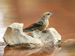 Bird Red Crossbill , famale , ( Loxia curvirostra ), species Passeriformes , family of finches Bird Red Crossbill , famale , ( Loxia curvirostra ), species Passeriformes , family of finches