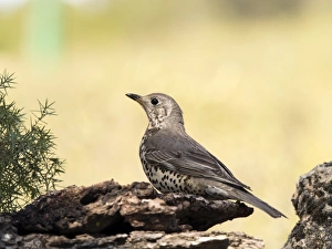 Bird of the species Mistle Thrush, (turdus viscivorus), camouflaged between a few Bird of the species Mistle Thrush, (turdus viscivorus), camouflaged between a few