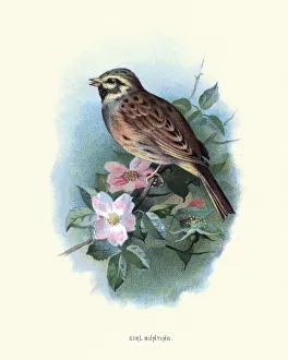 Birds, cirl bunting (Emberiza cirlus), passerine bird Birds, cirl bunting (Emberiza cirlus), passerine bird
