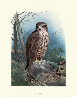 Birds, common buzzard (Buteo buteo), bird of prey Birds, common buzzard (Buteo buteo), bird of prey