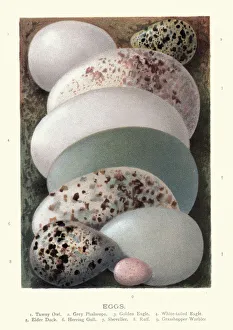 Birds eggs, Tawny owl, Grey Phalarope, Golden eagle, White-tailed eagle Birds eggs, Tawny owl, Grey Phalarope, Golden eagle, White-tailed eagle