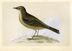 Birds - Eurasian rock pipit - Anthus petrosus Birds - Eurasian rock pipit - Anthus petrosus