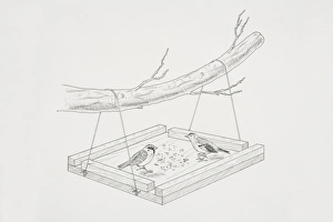 Two birds feeding on a home-made bird table hanging from a tree branch Two birds feeding on a home-made bird table hanging from a tree branch