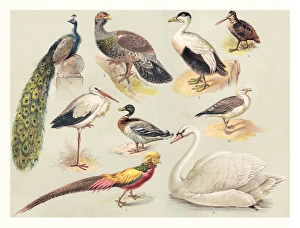 Birds illustration 1888 Birds illustration 1888