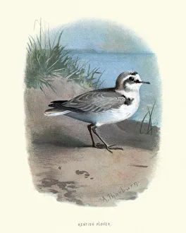 Birds, Kentish plover (Charadrius alexandrinus) Birds, Kentish plover (Charadrius alexandrinus)