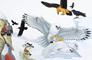Birds of prey, woodpecker, crows, gulls, and in flight and foraging Birds of prey, woodpecker, crows, gulls, and in flight and foraging