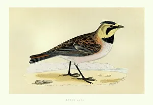 Birds - Shore lark - Eremophila alpestris Birds - Shore lark - Eremophila alpestris