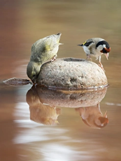 Birds of the species, Goldfinch (Carduelis carduelis ), It is a bird paseriforme Birds of the species, Goldfinch (Carduelis carduelis ), It is a bird paseriforme