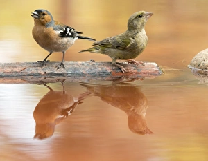 Birds of the species, male Chaffinch bird species , (Fringilla coelebs ) Birds of the species, male Chaffinch bird species , (Fringilla coelebs )
