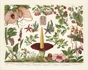 Magical world illustration/botanical illustrations/birthworts aristolochia chromolithograph Magical world illustration/botanical illustrations/birthworts aristolochia chromolithograph
