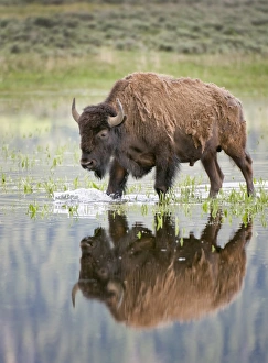 bison in reflecting pool in Lamar Valley in Yellowstone bison in reflecting pool in Lamar Valley in Yellowstone