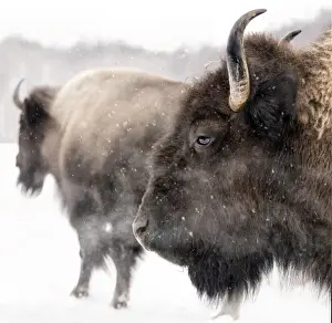Prints of A double profile portrait of two bison (with steam coming out of their nostrils) on a cold winter day during a gentle snow fall Bison Prints: Winter Bison Double Portrait Print: Gentle Snowfall Scene