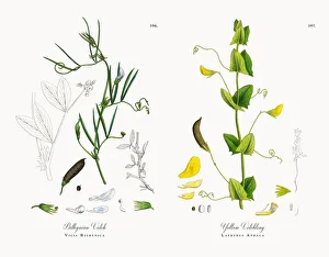 Bithynian Vetch, Vicia Bithynica, Victorian Botanical Illustration, 1863 Bithynian Vetch, Vicia Bithynica, Victorian Botanical Illustration, 1863