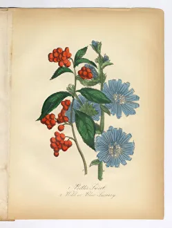 Bitter Sweet and Succory, Wild Chicory, Victorian Botanical Illustration Bitter Sweet and Succory, Wild Chicory, Victorian Botanical Illustration