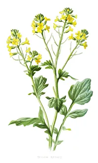 bittercress, herb barbara, rocketcress, yellow rocketcress, winter rocket, wound rocket bittercress, herb barbara, rocketcress, yellow rocketcress, winter rocket, wound rocket