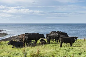 Black Aberdeen Angus cattle grazing on a pasture on the north coast of Scotland Black Aberdeen Angus cattle grazing on a pasture on the north coast of Scotland