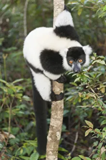 Black-and-white Ruffed Lemur -Varecia variegata-, clinging to a thin tree trunk, Vakona Park, Madagascar Black-and-white Ruffed Lemur -Varecia variegata-, clinging to a thin tree trunk, Vakona Park, Madagascar