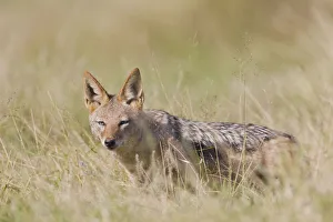 Black-backed jackal -Canis mesomelas- at Addo Elephant Park, South Africa Black-backed jackal -Canis mesomelas- at Addo Elephant Park, South Africa