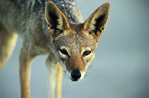 Black backed jackal (Canis mesomelas), close-up Black backed jackal (Canis mesomelas), close-up