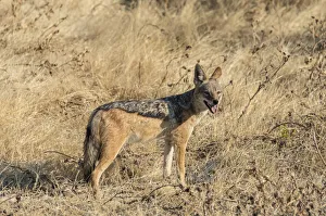 Black-backed jackal -Canis mesomelas- with prey guinea fowl, Etosha National Park, Namibia Black-backed jackal -Canis mesomelas- with prey guinea fowl, Etosha National Park, Namibia