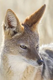 Collections/imagebroker collection herbert kratky photography/black backed jackal canis mesomeles Collections/imagebroker collection herbert kratky photography/black backed jackal canis mesomeles
