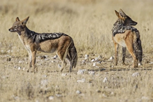 Black-backed jackals -Canis mesomeles-, Etosha National Park, Namibia, Africa Black-backed jackals -Canis mesomeles-, Etosha National Park, Namibia, Africa