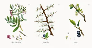 Black Bitter Vetch, Lathyrus niger, Victorian Botanical Illustration, 1863 Black Bitter Vetch, Lathyrus niger, Victorian Botanical Illustration, 1863