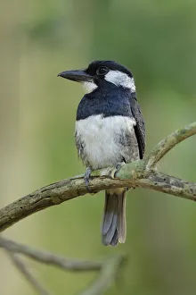 Black-breasted Puffbird (Notharchus pectoralis) Black-breasted Puffbird (Notharchus pectoralis)
