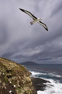 Black-browed Albatross (Thalassarche melanophrys) Black-browed Albatross (Thalassarche melanophrys)
