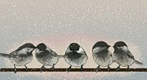 Black-capped Chickadees on a Wire on a Snowy Day Black-capped Chickadees on a Wire on a Snowy Day