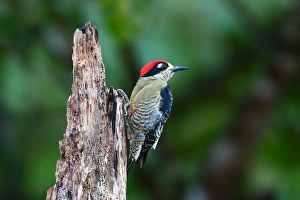 Nature wildlife/jim cumming photography/black cheeked woodpecker melanerpes pucherani Nature wildlife/jim cumming photography/black cheeked woodpecker melanerpes pucherani