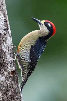 Black-cheeked woodpecker (Melanerpes pucherani) Costa Rica Black-cheeked woodpecker (Melanerpes pucherani) Costa Rica