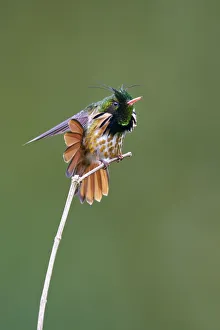 Black-crested Coquette (Lophornis helenae) Black-crested Coquette (Lophornis helenae)