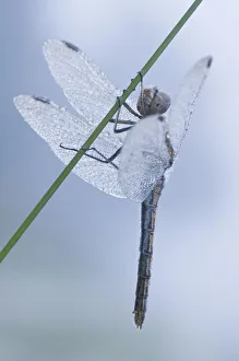 Black Darter or Black Meadowhawk (Sympetrum danae) Black Darter or Black Meadowhawk (Sympetrum danae)