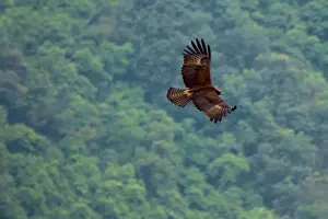 Western Ghats Wildlife Prints: Black Eagle