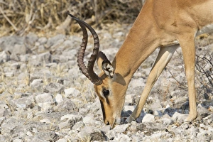 Black-faced Impala -Aepyceros melampus petersi- foraging for food, Etosha National Park, Namibia Black-faced Impala -Aepyceros melampus petersi- foraging for food, Etosha National Park, Namibia