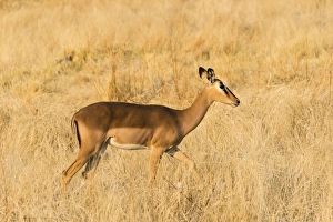 Black Faced Impala -Aepyceros melampus petersi- walking through the grass, Etosha National Park, Namibia Black Faced Impala -Aepyceros melampus petersi- walking through the grass, Etosha National Park, Namibia