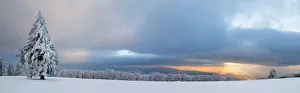 Black Forest spruce at dusk on the wintry Mt Kandel near Freiburg in the Black Forest Black Forest spruce at dusk on the wintry Mt Kandel near Freiburg in the Black Forest