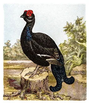 The black grouse or blackgame or blackcock (Tetrao tetrix) The black grouse or blackgame or blackcock (Tetrao tetrix)