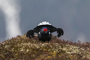 Black Grouse -Lyrurus tetrix-, cock displaying, Tyrol, Austria Black Grouse -Lyrurus tetrix-, cock displaying, Tyrol, Austria
