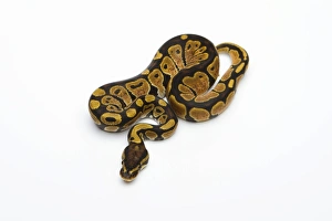 Black Head Spider Het Albino Possible Het Ghost Ball Python or Royal Python -Python regius-, female Black Head Spider Het Albino Possible Het Ghost Ball Python or Royal Python -Python regius-, female