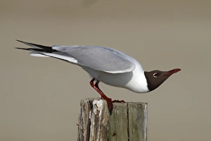 Black-headed Gull -Larus ridibundus-, male perched on rotting fence post, submissive posture, Camarque, France, Europe Black-headed Gull -Larus ridibundus-, male perched on rotting fence post, submissive posture, Camarque, France, Europe
