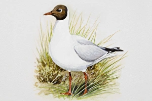Black-headed gull (Larus ridibundus), standing in grass, side view Black-headed gull (Larus ridibundus), standing in grass, side view