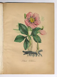 Black Hellebore Victorian Botanical Illustration Black Hellebore Victorian Botanical Illustration