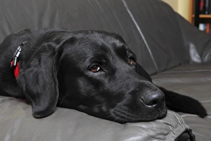 Black Labrador Retriever dog, male, lying on a leather sofa in a living room, Germany Black Labrador Retriever dog, male, lying on a leather sofa in a living room, Germany