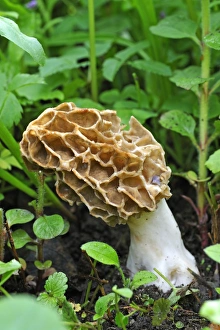 Black Morel -Morchella elata-, Eckental, Middle Franconia, Bavaria, Germany Black Morel -Morchella elata-, Eckental, Middle Franconia, Bavaria, Germany