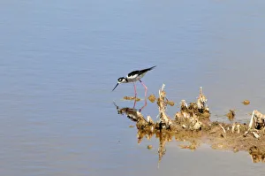 Black-necked stilt, Himantopus mexicanus, searching for food in shallow water. Everglades National Park, Florida, USA Black-necked stilt, Himantopus mexicanus, searching for food in shallow water. Everglades National Park, Florida, USA